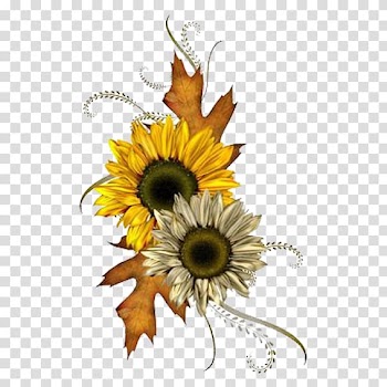 Common sunflower Autumn , chrysanthemum transparent background PNG clipart