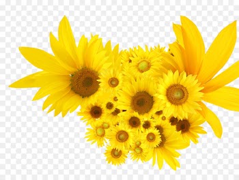 Common sunflower Calendula officinalis Seed - Yellow sunflowers 