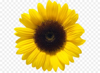 Common sunflower Color - Sunflower PNG 