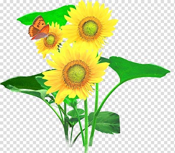 Common sunflower Cut flowers, Sunflower sunflower transparent background PNG clipart
