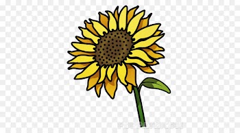 Common sunflower Drawing Clip art Helianthus giganteus Graphics - attach outline 