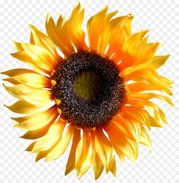 Common sunflower Drawing Image Portable Network Graphics Line art - pencil 