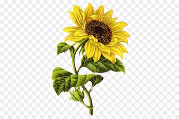 Common sunflower Drawing Sketch - sunflower 