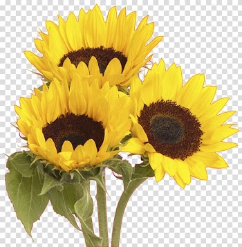 Common sunflower Flower bouquet, flower transparent background PNG clipart