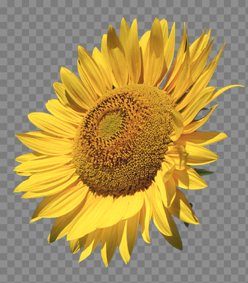 Common Sunflower Free Transparent Image HD