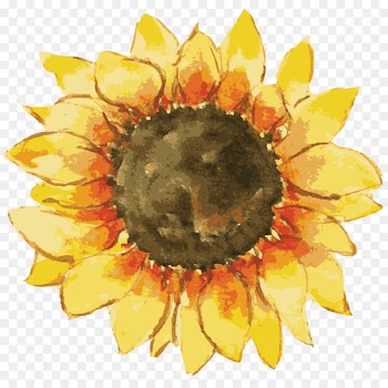 Common sunflower Gift Pin-back button Zazzle - sunflower 