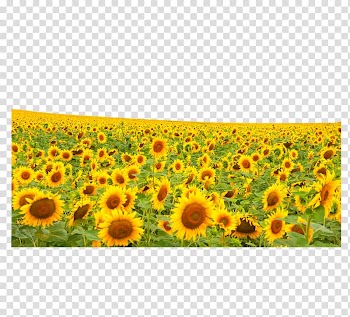 Common sunflower Hanggin Rear Banner Sunflower seed, Sunflower flowers transparent background PNG clipart