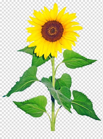 Common sunflower Helianthus giganteus Cut flowers Drawing, flower transparent background PNG clipart