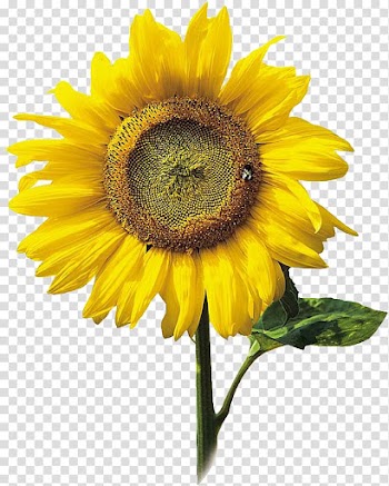 Common sunflower Hotel Information Food, sunflower transparent background PNG clipart