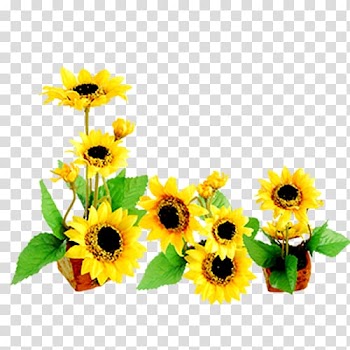 Common sunflower Icon, sunflower transparent background PNG clipart