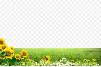 Common sunflower Illustration - Green meadow sunflower border texture 