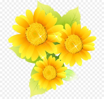 Common sunflower Illustration Image Photography Design -  