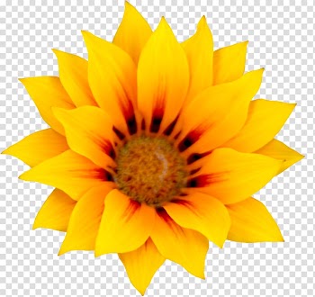 Common sunflower Illustration, Sunflower transparent background PNG clipart