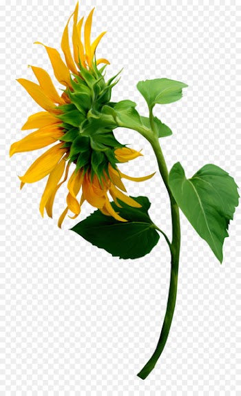 Common sunflower Image Illustration Portable Network Graphics - flower 