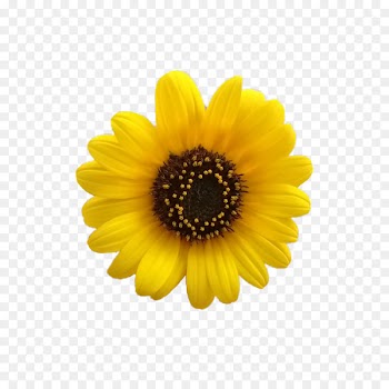 Common sunflower Image Portable Network Graphics T-shirt - flower 