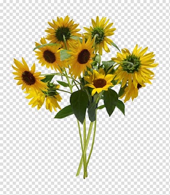 Common sunflower Information Flower bouquet, watercolor flowers transparent background PNG clipart