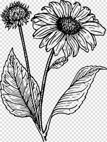 Common sunflower Line art Drawing , flower transparent background PNG clipart