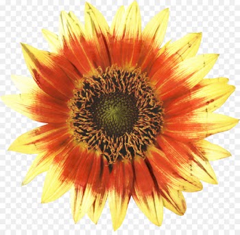 Common Sunflower, Painting, Flower, Sunflower PNG
