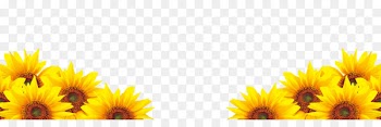 Common sunflower Petal - sunflower 