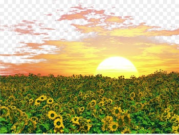 Common sunflower Photography Illustration - Golden sunshine 