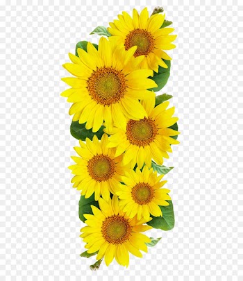 Common sunflower Photography - Sunflower 