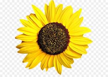 Common sunflower Pixel Computer file - Sunflower PNG 