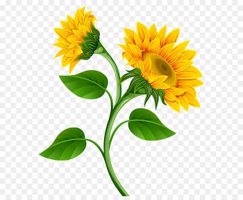 Common sunflower Pixel - Sunflowers PNG Clipart Image 