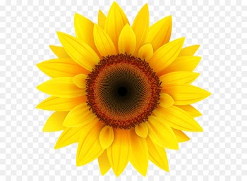 Common sunflower Pixel XCF - Sunflower PNG Clipart Picture 