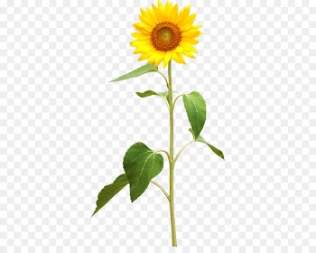 Common sunflower Plant stem Stock photography - sunflower 