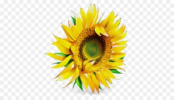 Common Sunflower, Pollen, Sunflower Seed, Sunflower, Flower PNG