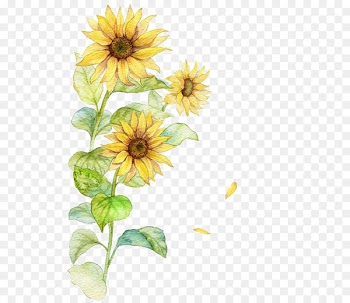 Common sunflower Poster - Watercolor Sunflower 