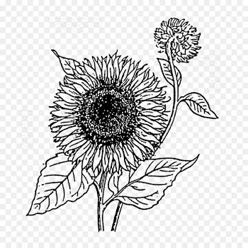 Common sunflower Rubber stamp Cut flowers Postage Stamps - flower 
