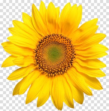 Common sunflower Seed Desktop Sunflower oil, flower transparent background PNG clipart