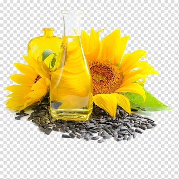 Common sunflower Sunflower oil Vegetable oil Sunflower seed, sunflower oil transparent background PNG clipart