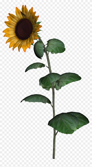 Common Sunflower Sunflower Seed Clip Art - Common Sunflower Sunflower Seed Clip Art