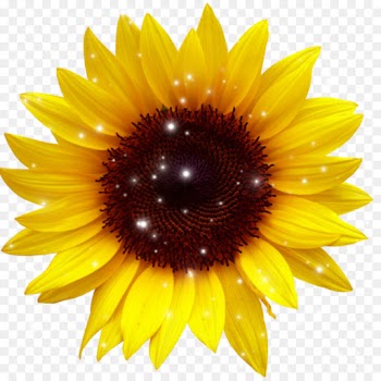 Common Sunflower, Sunflower Seed, Download, Sunflower, Flower PNG