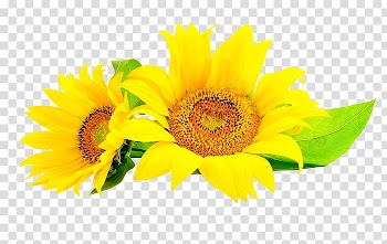 Common sunflower Sunflower seed , flower transparent background PNG clipart