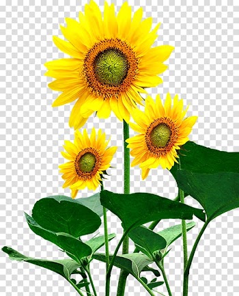Common sunflower Sunflower seed Kuaci, sunflower transparent background PNG clipart