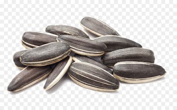 Common sunflower Sunflower seed Nut - Sunflower close-up 