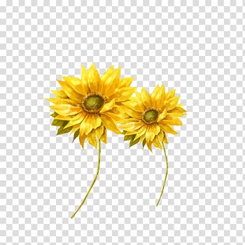 Common sunflower Sunflower seed Transvaal daisy Cut flowers, sunflower transparent background PNG clipart