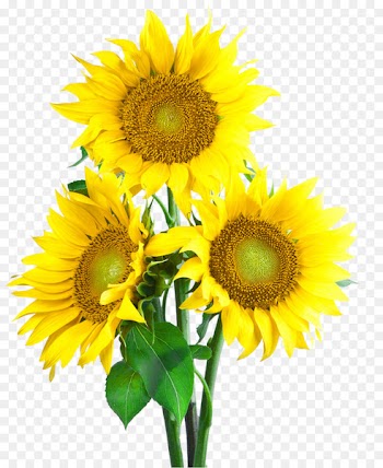 Common sunflower Sunflower seed Wallpaper - sunflower 