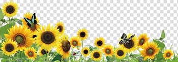 Common sunflower , sunflower, sunflowers illustration transparent background PNG clipart
