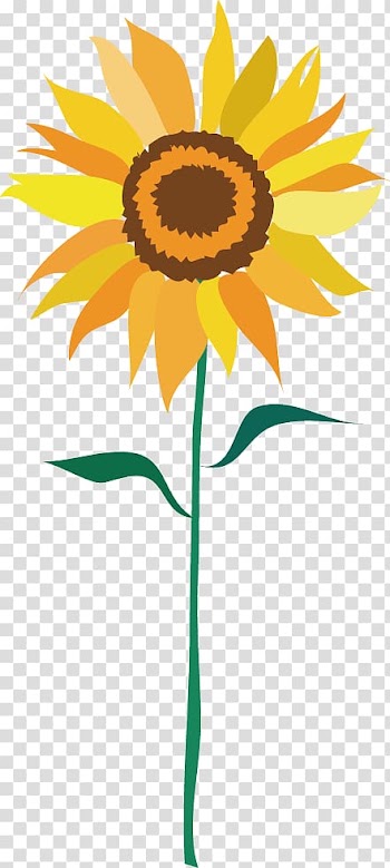Common sunflower, Sunflower transparent background PNG clipart
