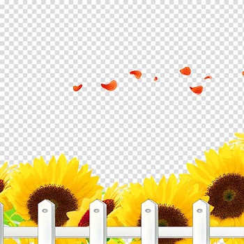 Common sunflower , sunflower transparent background PNG clipart