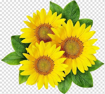 Common sunflower, sunflower transparent background PNG clipart