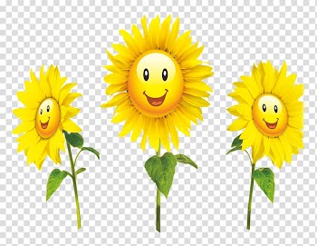 Common sunflower, Sunflower transparent background PNG clipart