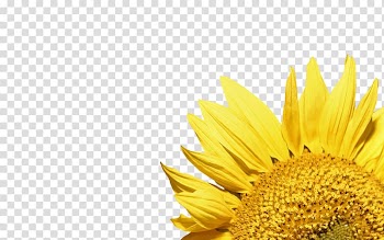 Common sunflower , sunflower transparent background PNG clipart