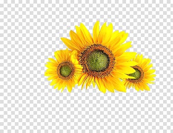 Common sunflower , sunflower transparent background PNG clipart