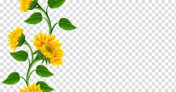 Common sunflower , sunflowers transparent background PNG clipart