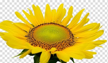 Common sunflower, Sunshine Sunflower transparent background PNG clipart